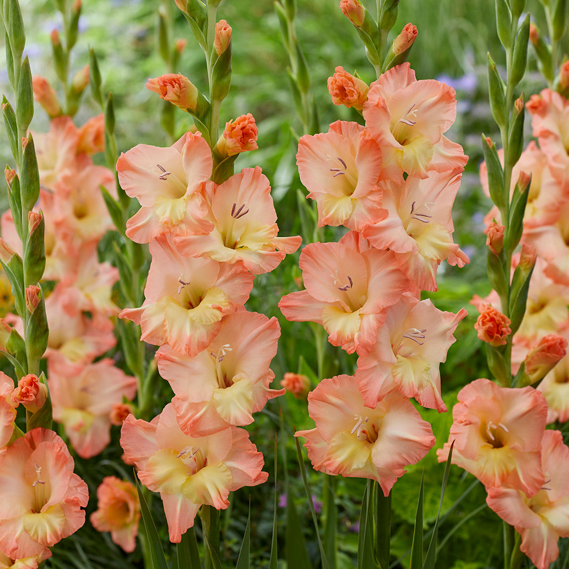 'Eminence' (5 bulbs)