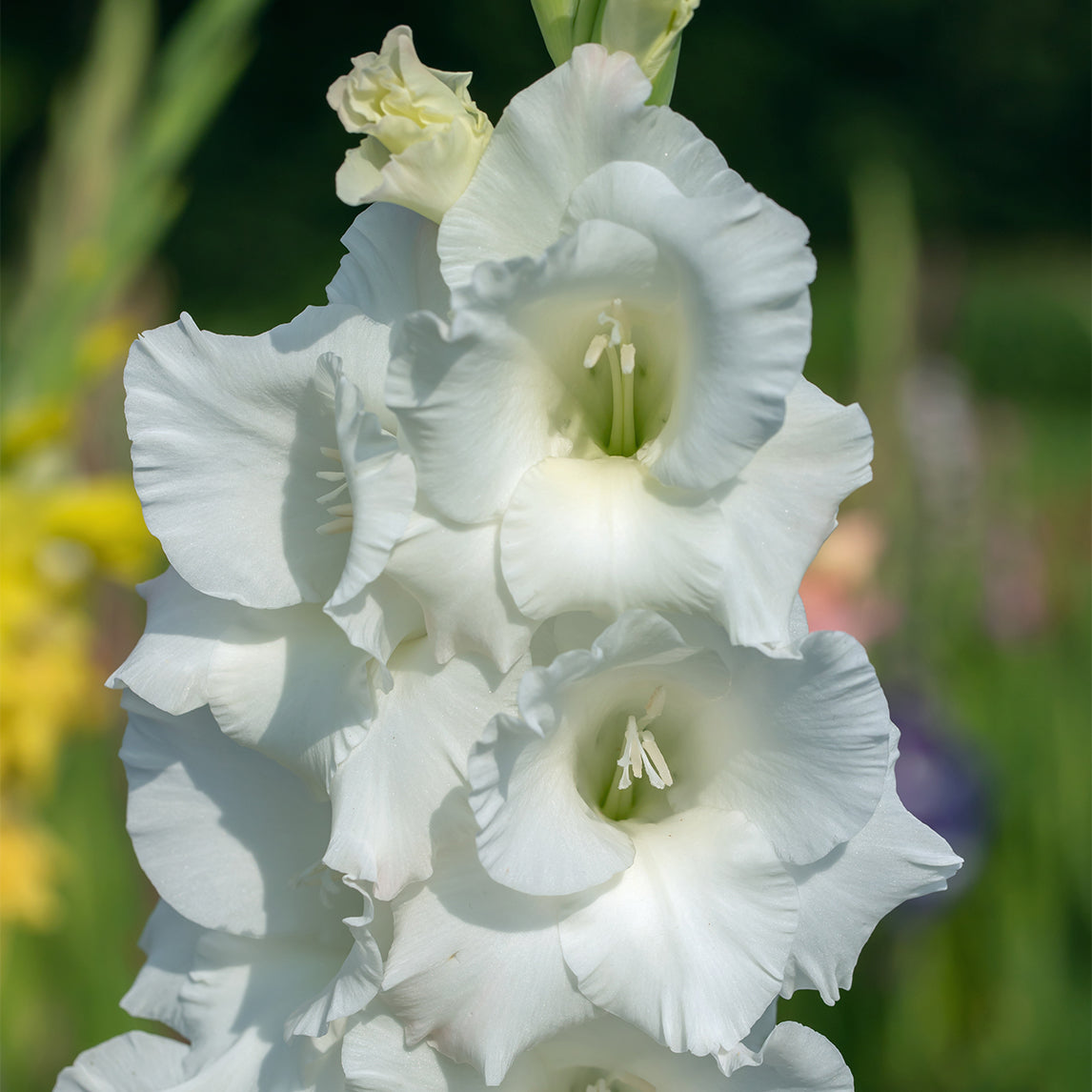 'Flevo Ice' (5 bulbs)