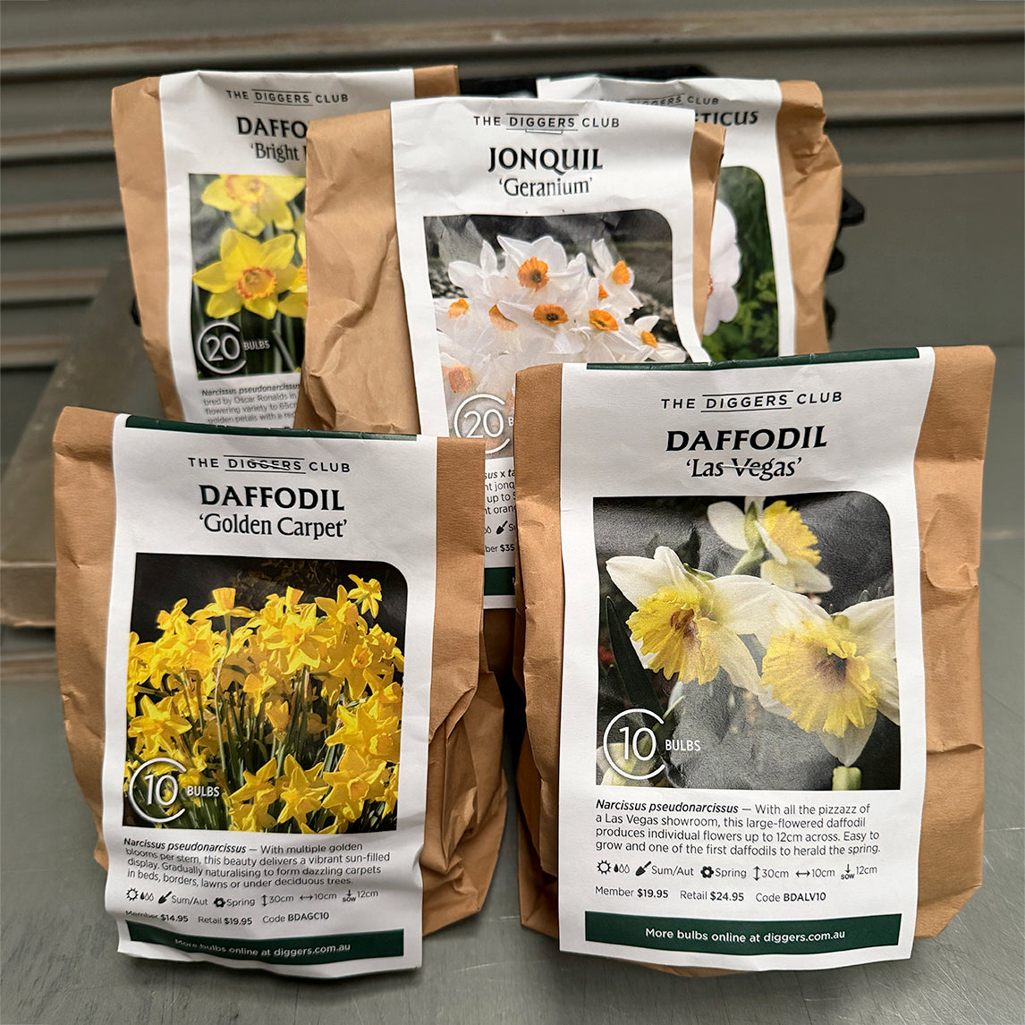 Last Chance Jonquil & Daffodil Collection