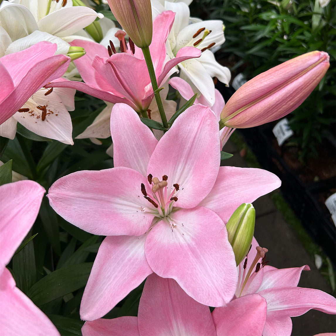 Lilium 'Albuferia' (3 Bulbs)