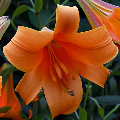 Lilium 'African Queen' (3 Bulbs)