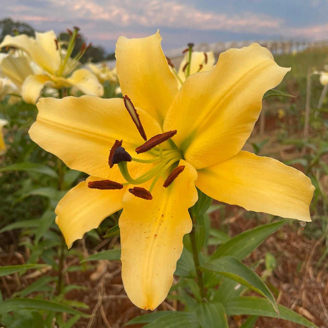 Lilium 'Corcovado' (3 Pack)