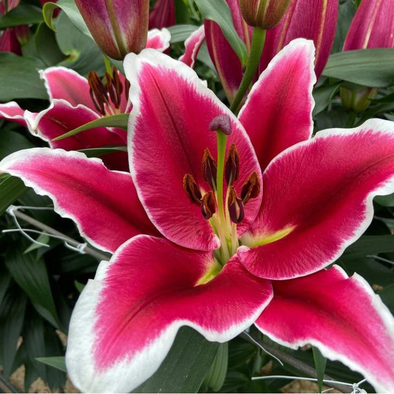 Lilium 'El Capitan' (3 Bulbs)