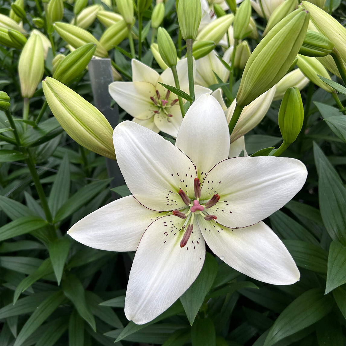 Lilium 'Eyeliner' (3 Bulbs)