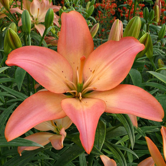 Lilium 'Easy Whisper' (3 Bulbs)