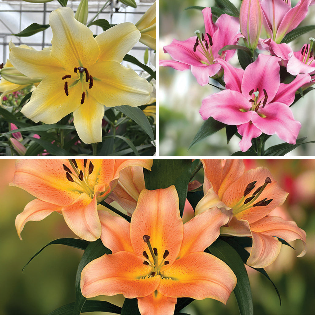 Heavenly Lilies Collection (6 Bulbs)