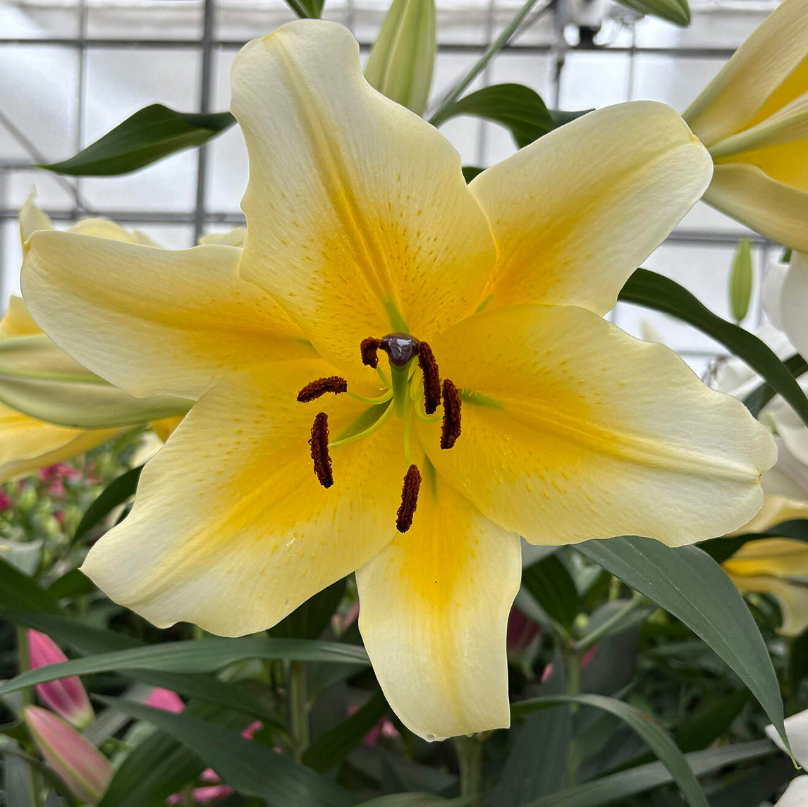 Lilium 'Manissa' (3 Bulbs)