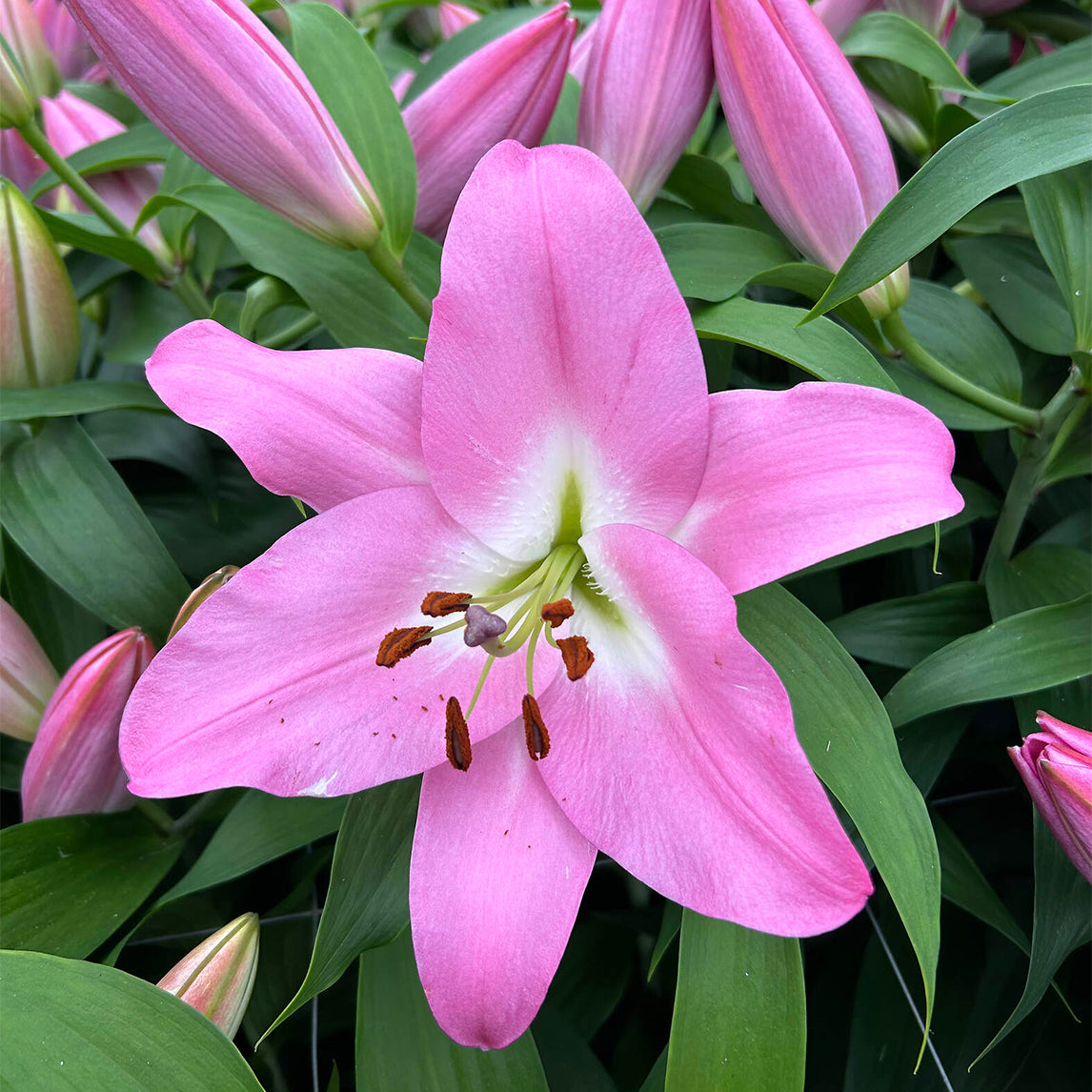 Lilium 'New Jersey' (3 Bulbs)