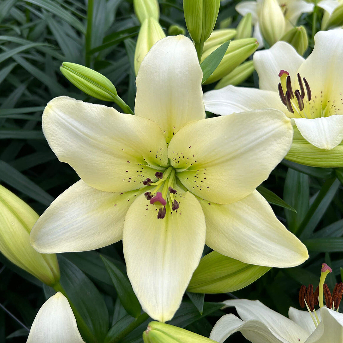 Lilium 'Ercolano' (3 Bulbs)