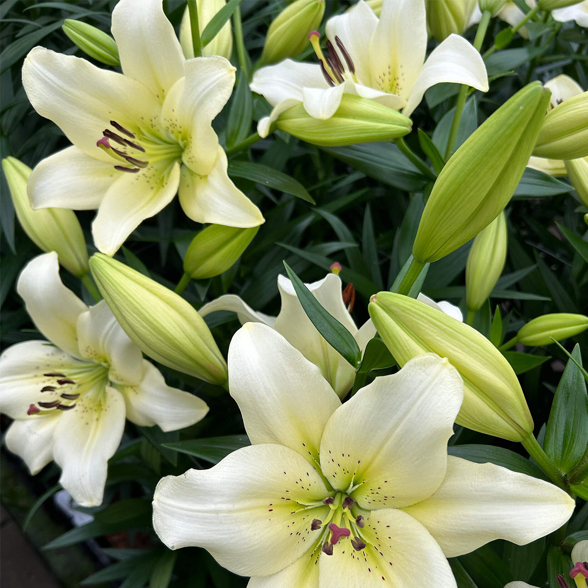 Lilium 'Ercolano' (3 Bulbs)