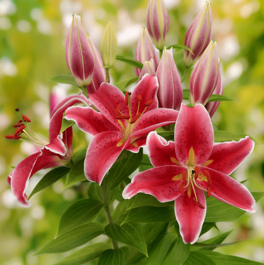 Lilium 'Starlight Express' (3 Bulbs)