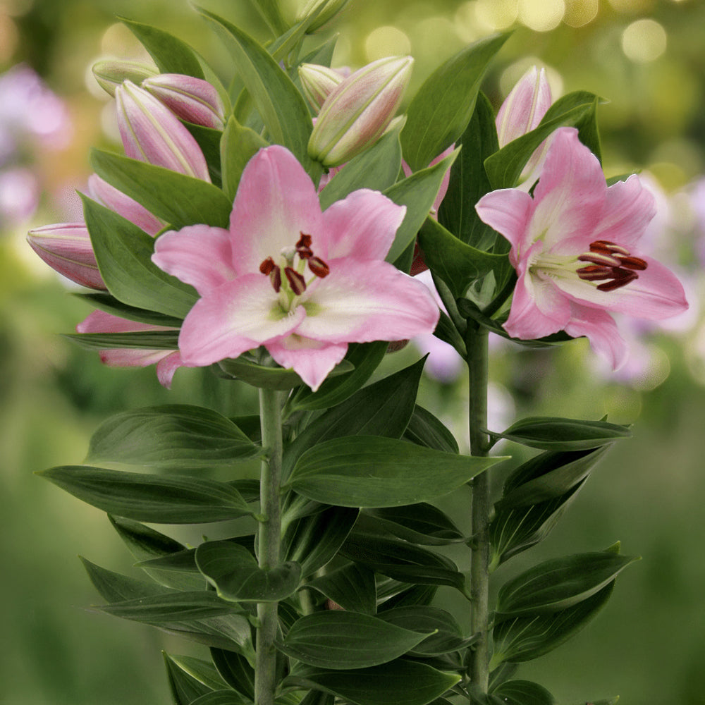 Lilium 'Souviner' (3 Bulbs)