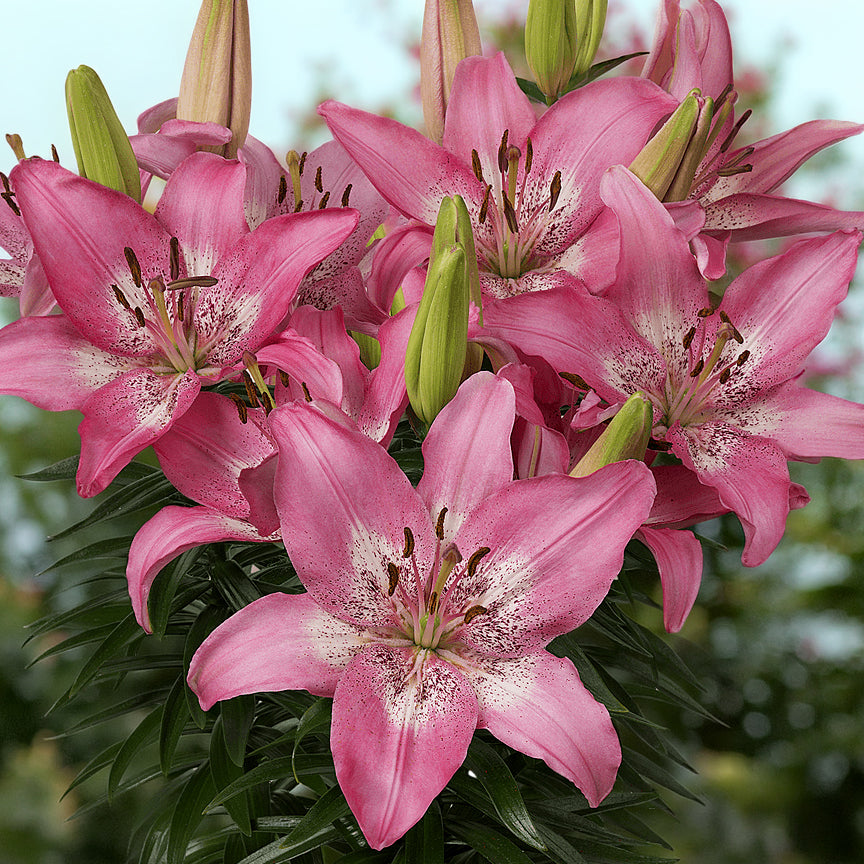 Lilium 'Trendy Nicosia' (3 Bulbs)