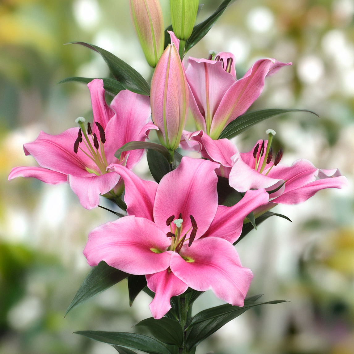 Lilium 'Trocadero' (3 Bulbs)