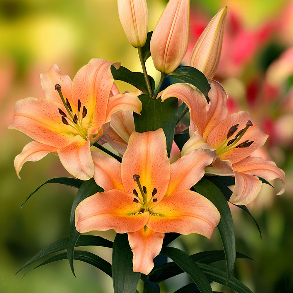 Lilium 'Zelmira' (3 Bulbs)