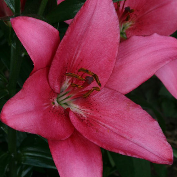 Lilium Sentosa (3 Bulbs)