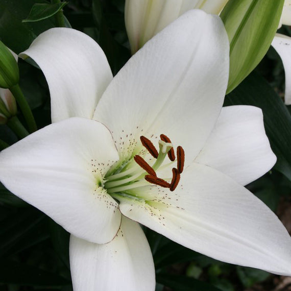 Lilium Volvic (3 Bulbs)