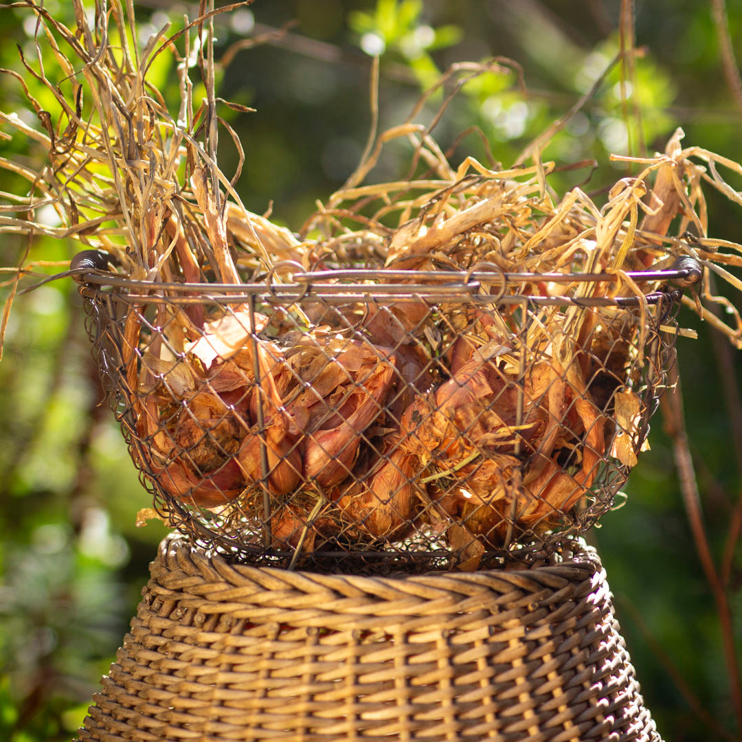 Potato Onion Red (6 bulbs) - Organic