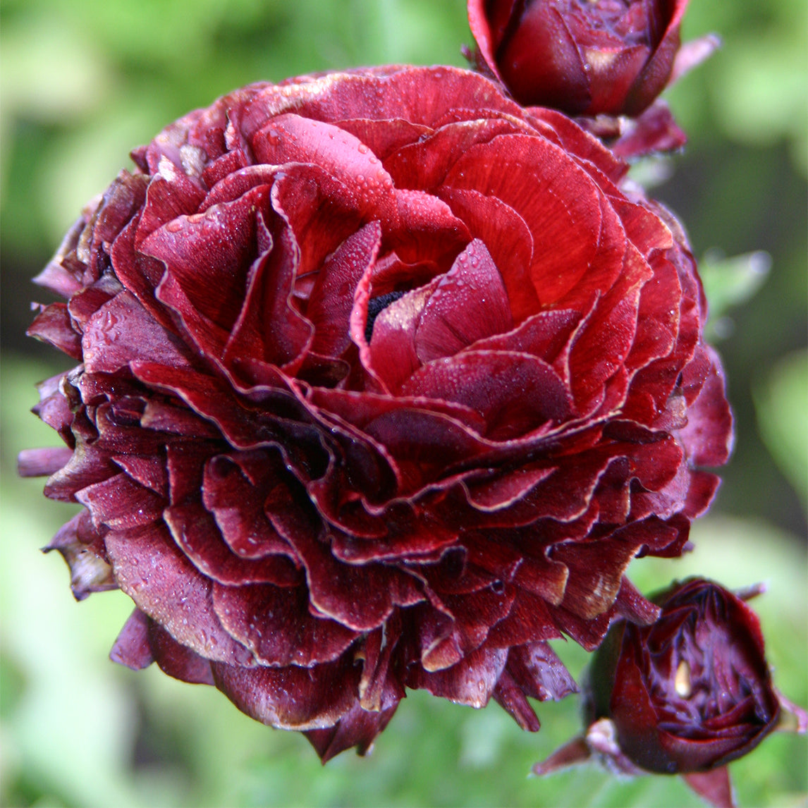 Ranunculus 'Burgundy' (20 bulbs)
