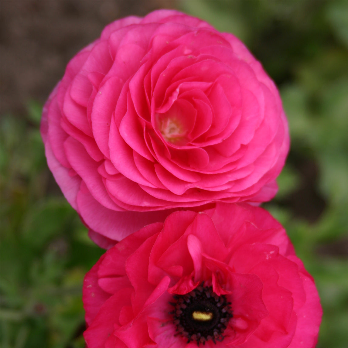 Ranunculus 'Pink'