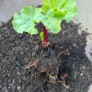 Rhubarb 'Big Boy' Crown