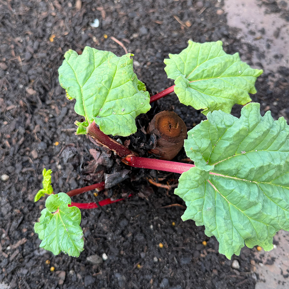 Rhubarb 'Cherry Red' Crown