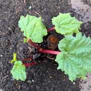 Rhubarb 'Cherry Red' Crown