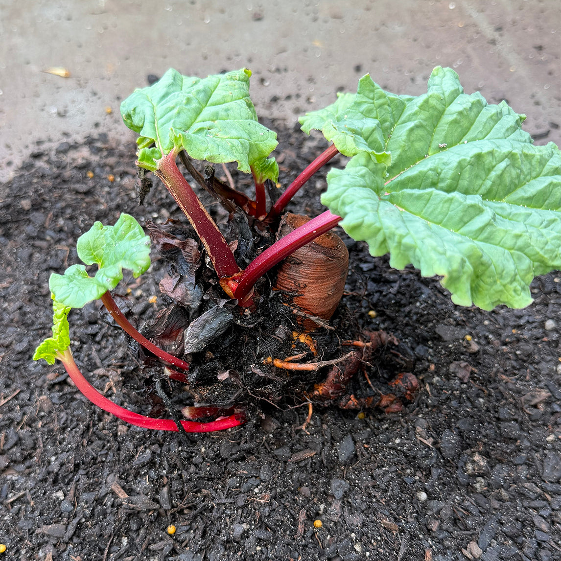 Rhubarb 'Winter Wonder' Crown