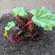 Rhubarb 'Winter Wonder' Crown