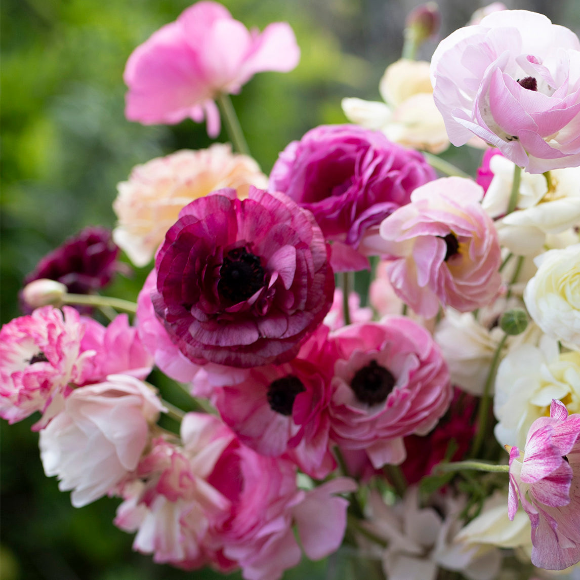 Lady Woodland Bulb Collection (120 Corms)