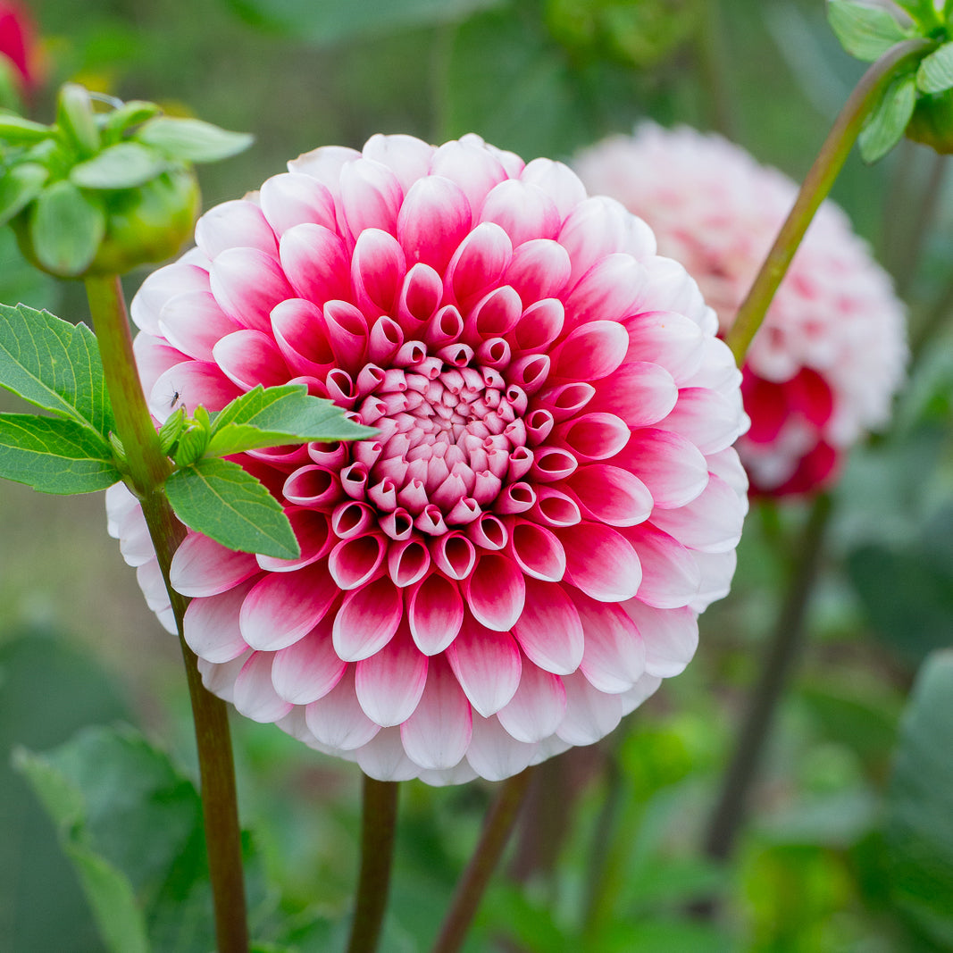 Dahlia 'Florelie Cosmic Romance'