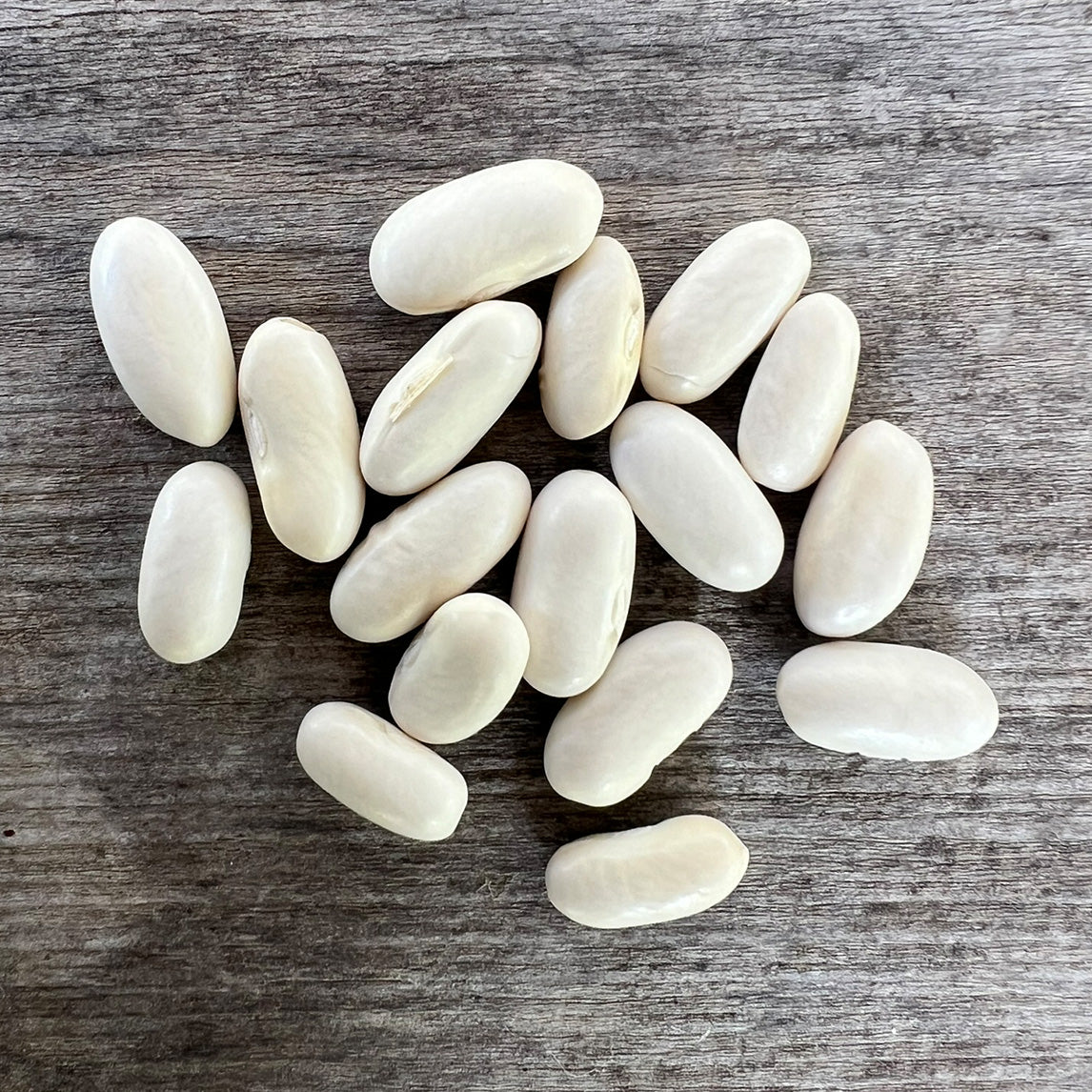 Bean 'Blue Lake' Climbing (Organic)