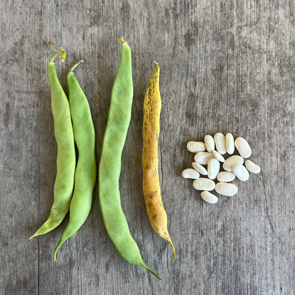 Bean 'Haricot' (Organic)