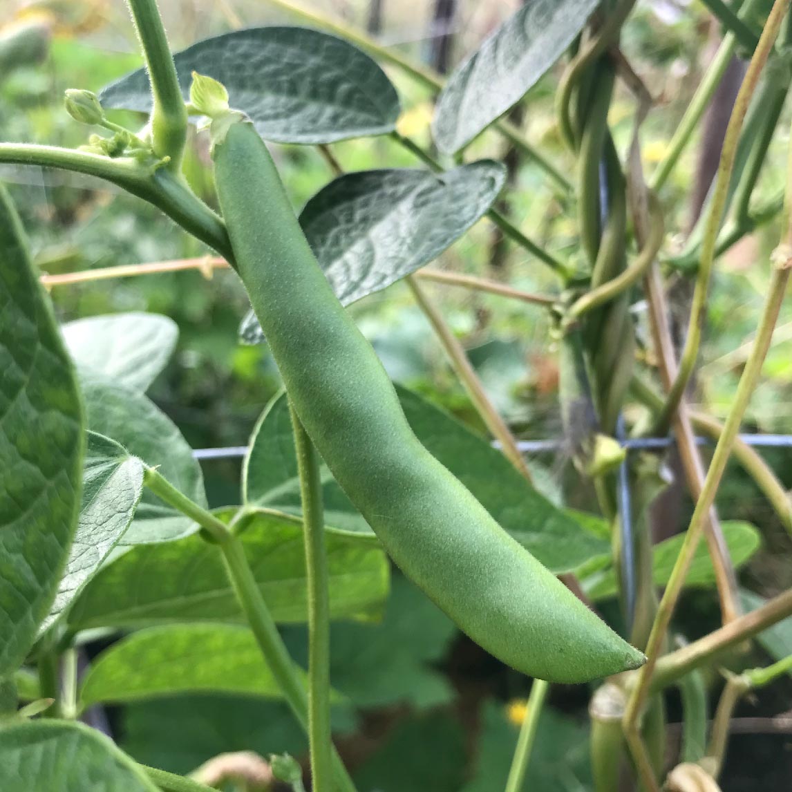 Bean 'Kahnawake Mohawk'