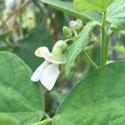 Bean 'Kahnawake Mohawk'