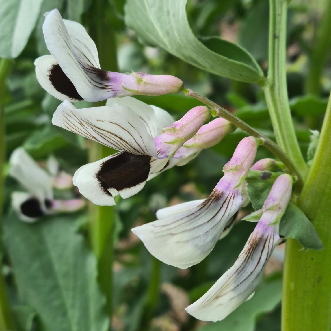 Broad Bean 'Marson'