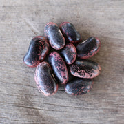 Bean 'Scarlet Runner'
