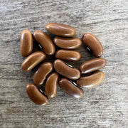 Bean 'Stringless Pioneer'