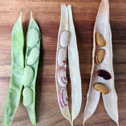 Bean 'Tiger's Eye' (Organic)
