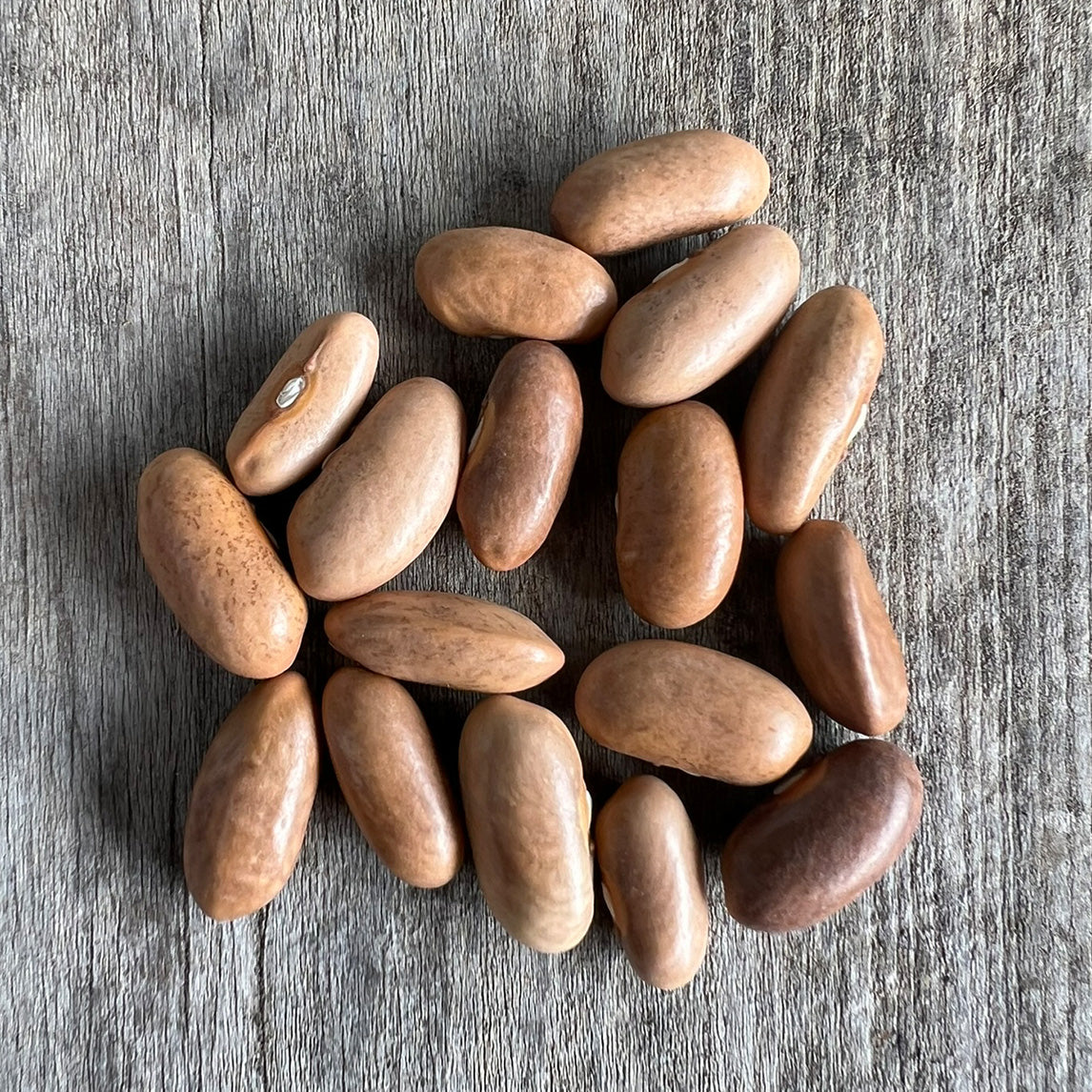 Bean 'Violet Queen'