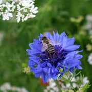 Seed Tin - 'Bee-food Mix'