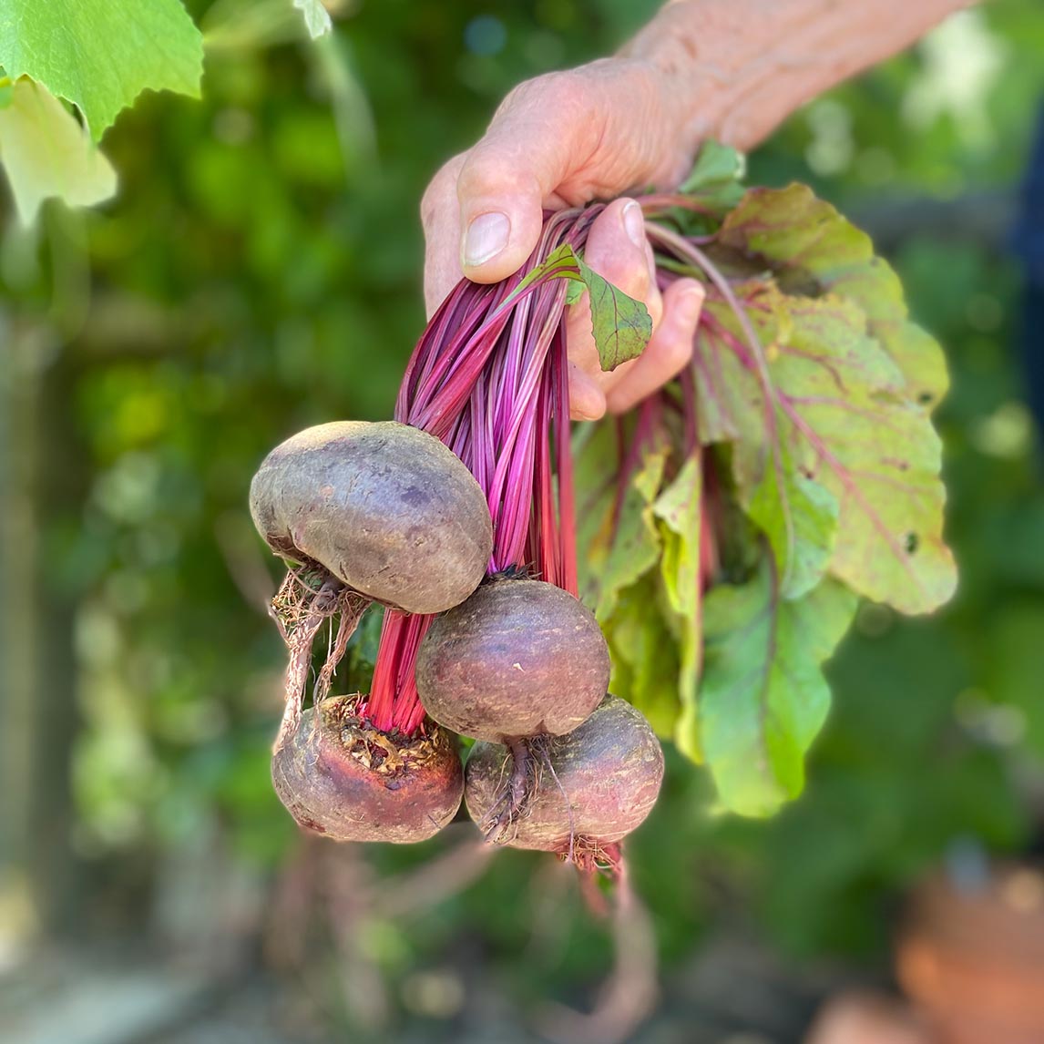 Beetroot 'Crosby's Egyptian'