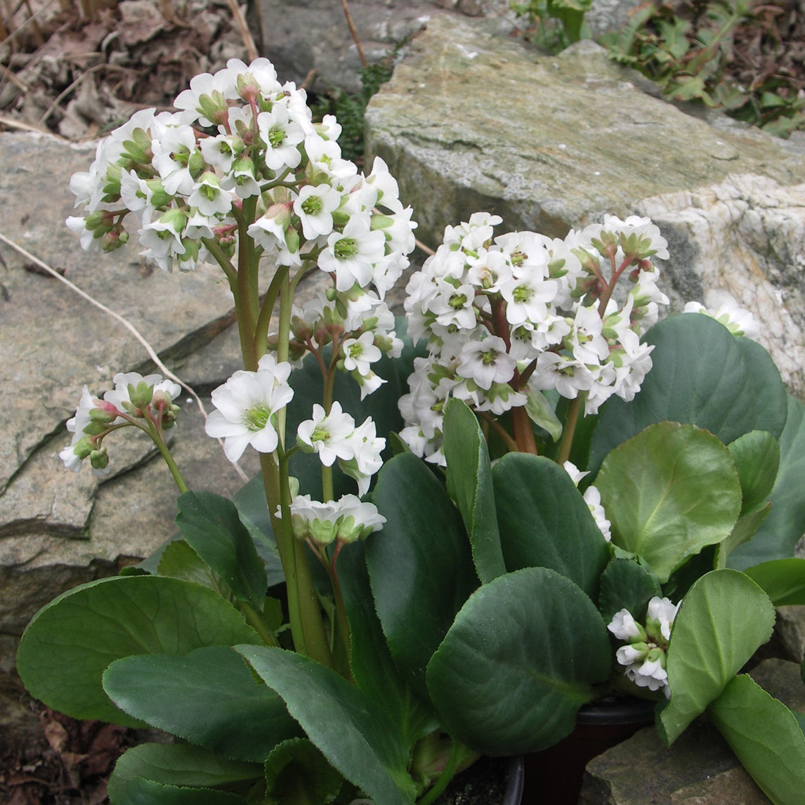 Bergenia 'Bressingham White'