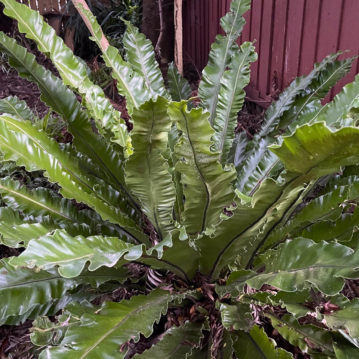 Bird'S Nest Fern