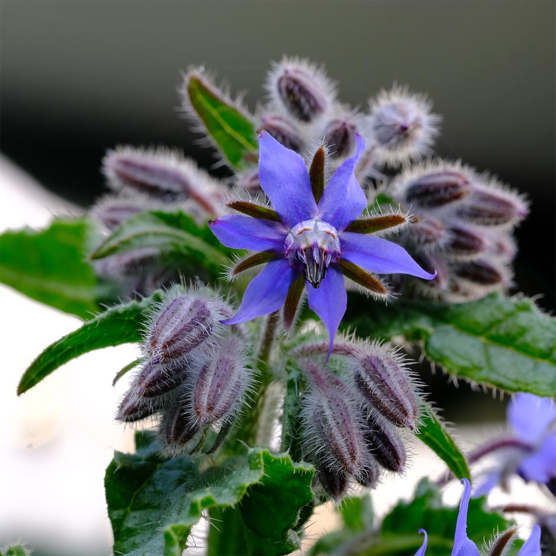 Blue Borage