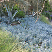 Blue Chalk Sticks