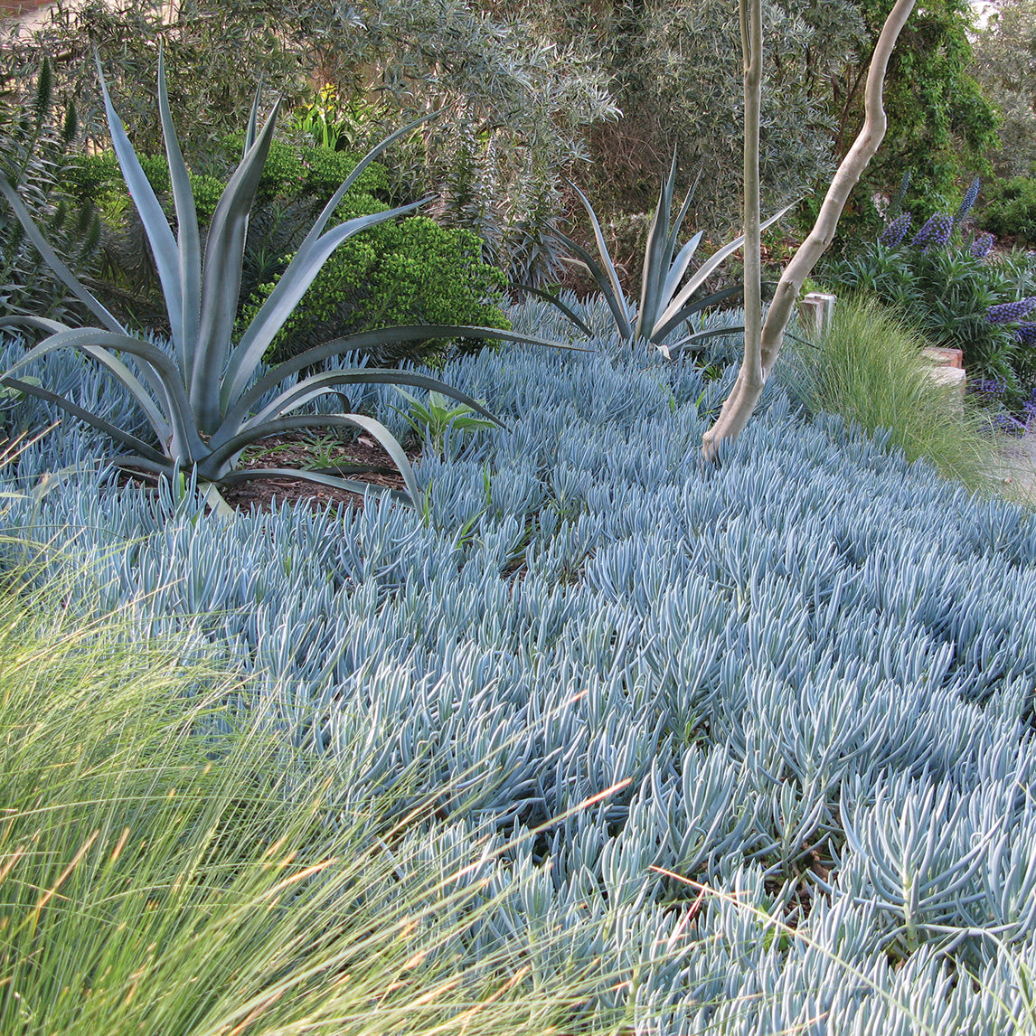 chalk succulent Blue Chalk Sticks