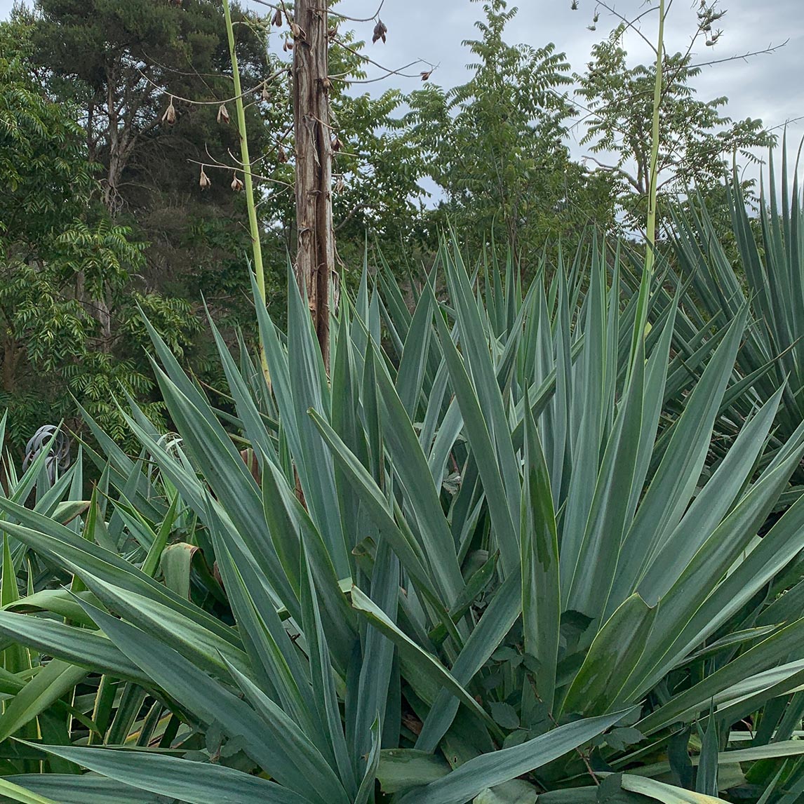 Blue Giant Agave