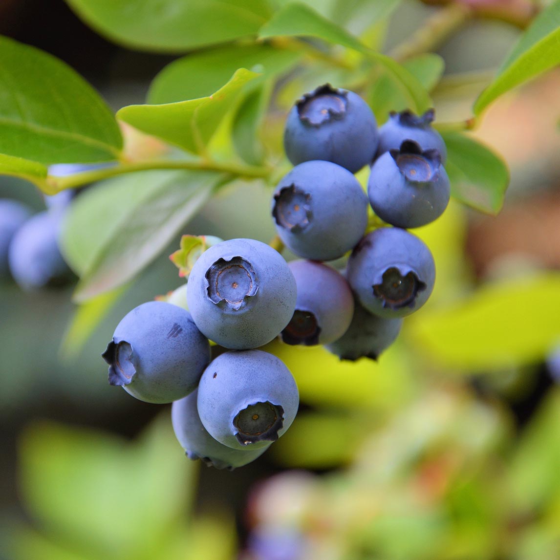 Blueberry Pollinating Partners