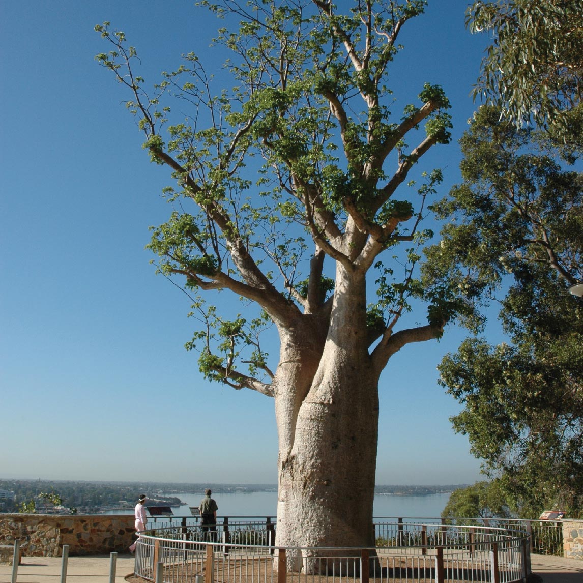 Boab Tree Roots Baobab - The Diggers Club